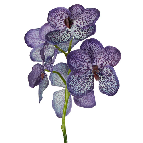 Vanda Orchid O105PUR