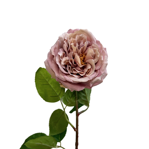 English Rose R161P