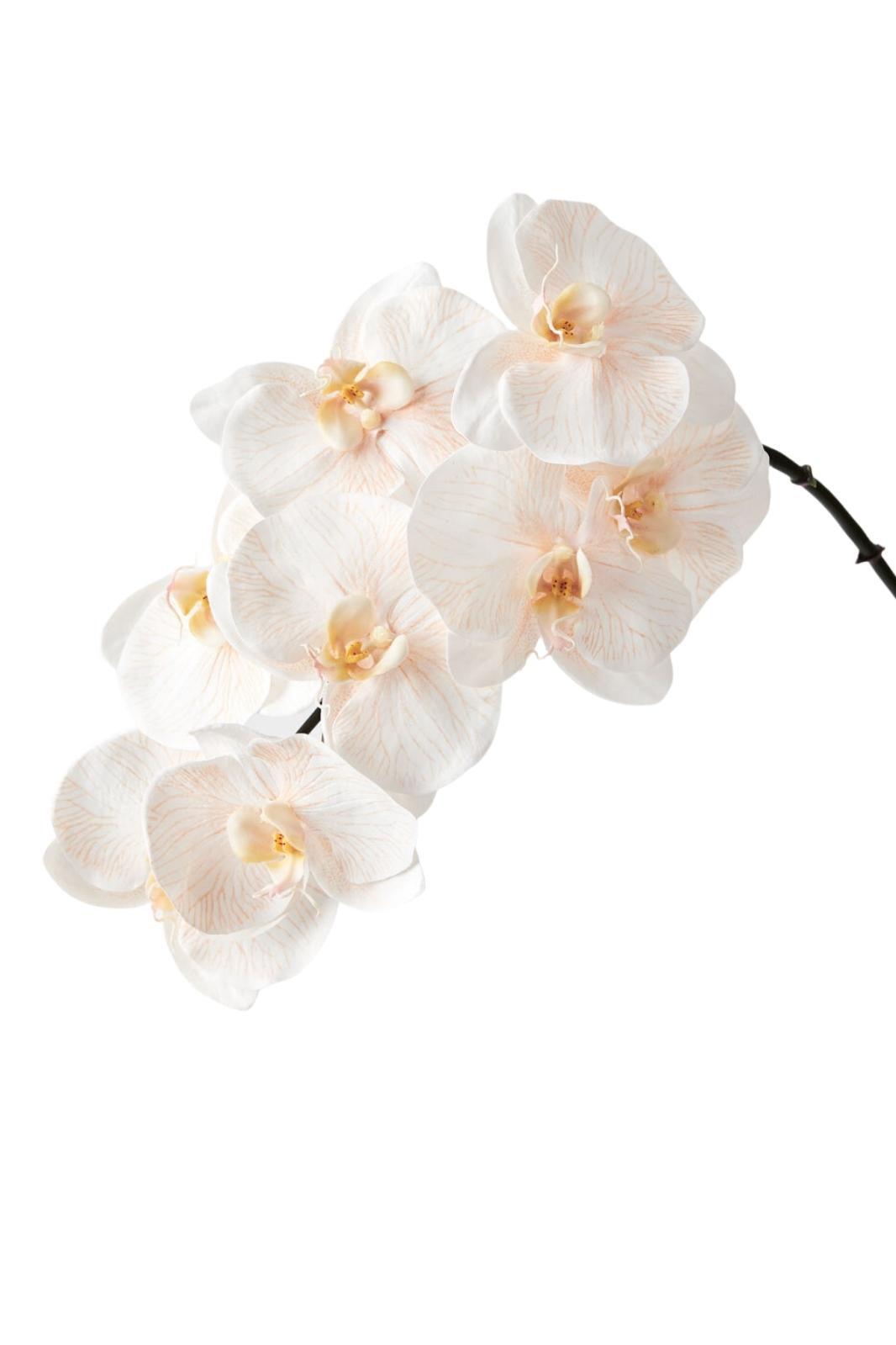 Luxe Orchid Phalaenopsis 8510AC