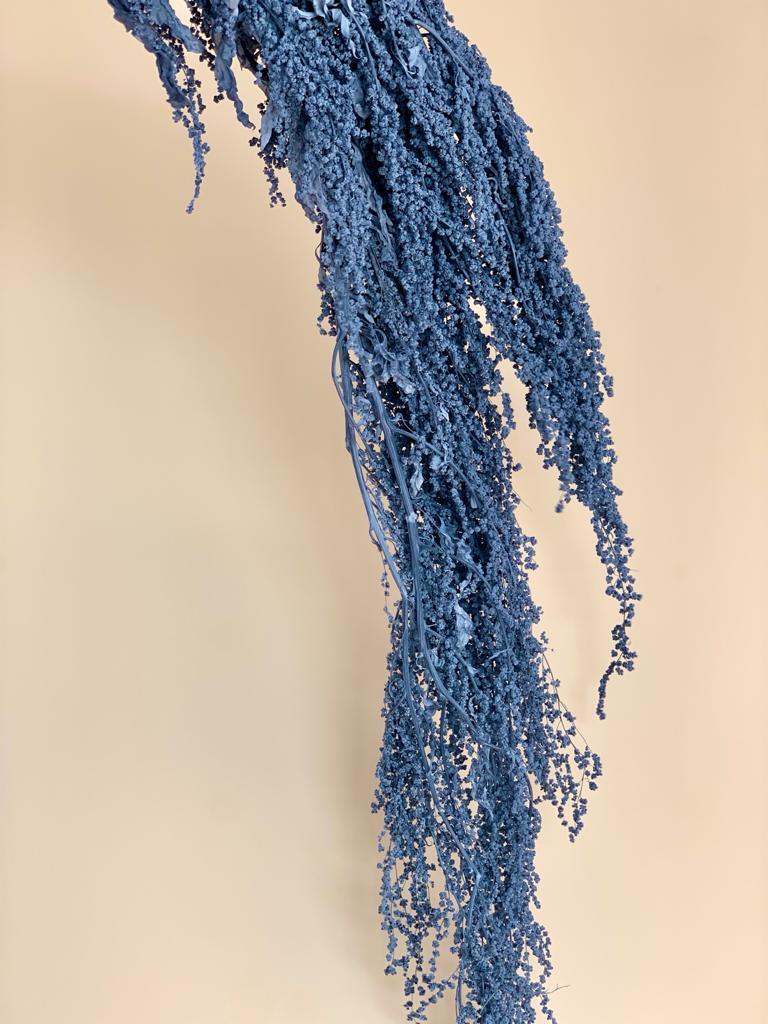 Preserved Blue Amaranthus DF011DKBLUE