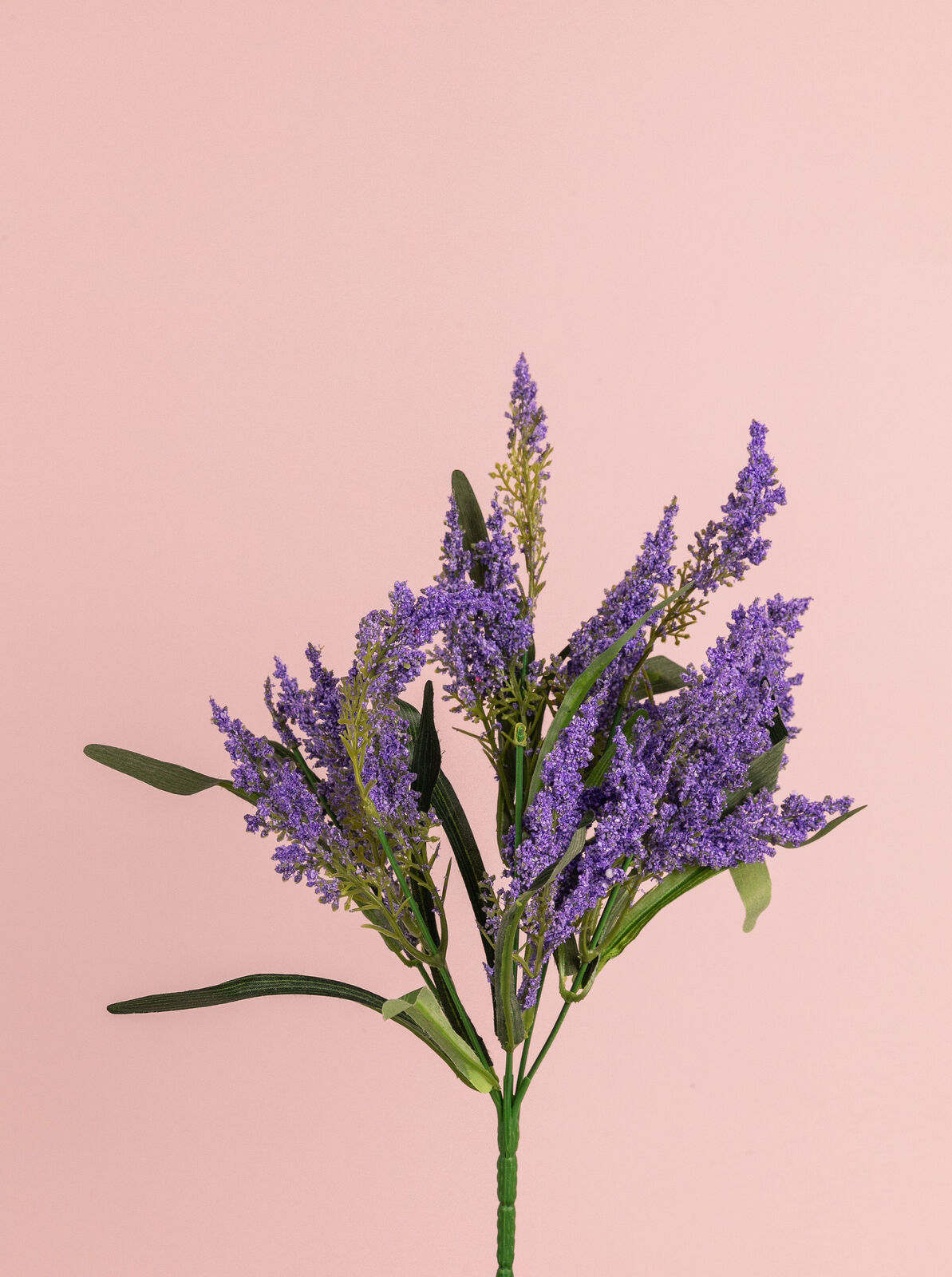 Lavender Bush NEW2020