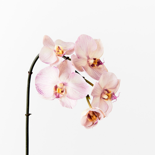 Luxe Mini Real Touch Orchid 8508LV