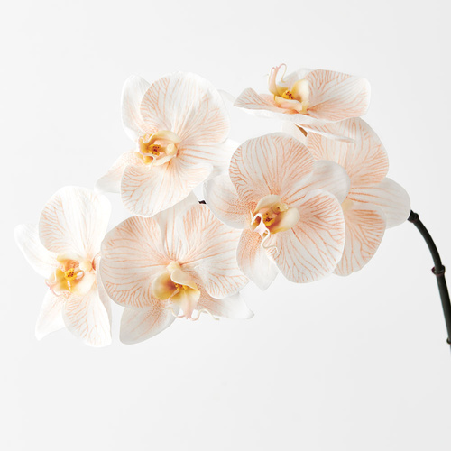 Luxe Orchid 8509AC