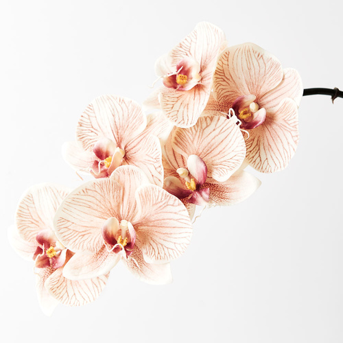 Luxe Orchid 8509MH