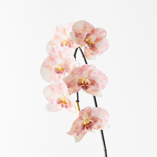 Luxe Orchid 8509PM