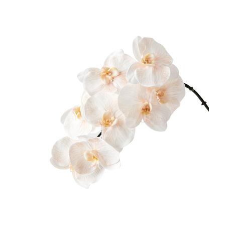 Luxe Orchid Phalaenopsis 8510AC