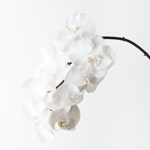 Luxe Phalaenopsis Orchid 8510WW
