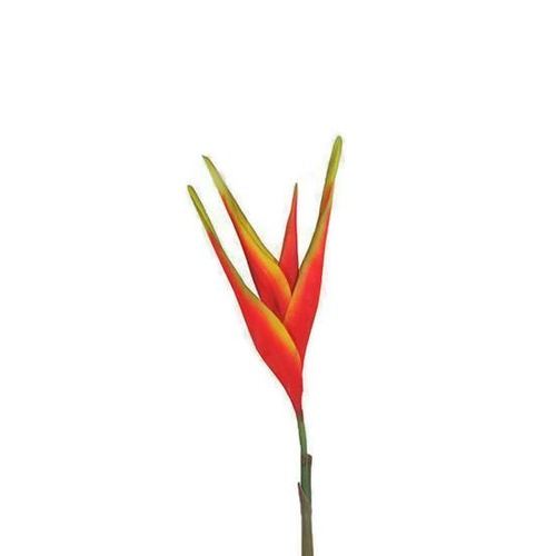 Single Heliconia Stem A1200