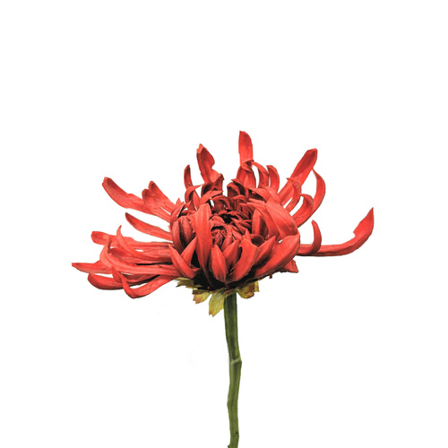 CHRYSANTEMIUM AA056-RED