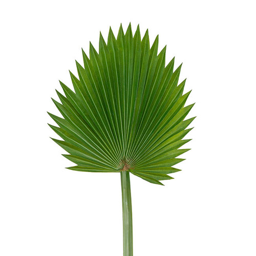 Fan Palm Leaf AB004-GRN