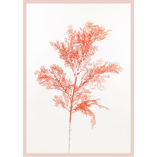 Fern Spray AL025-ORG