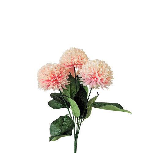 Chrysanthemum AL038-BSH