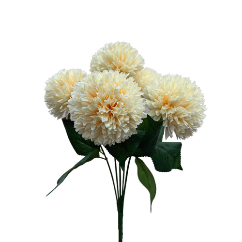 Chrysanthemum AL038-CH