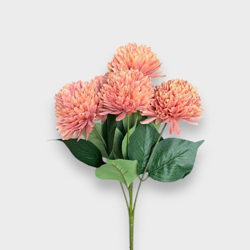 Chrysanthemum AL038-KH