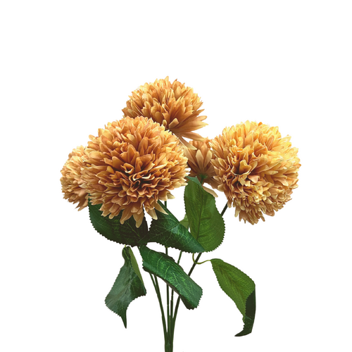 Chrysanthemum AL038-KH