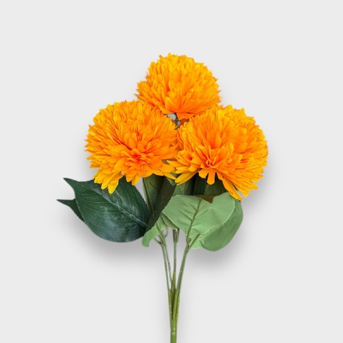 Chrysanthemum AL038-MUS