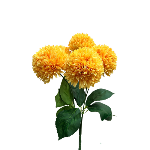 Chrysanthemum AL038-MUS