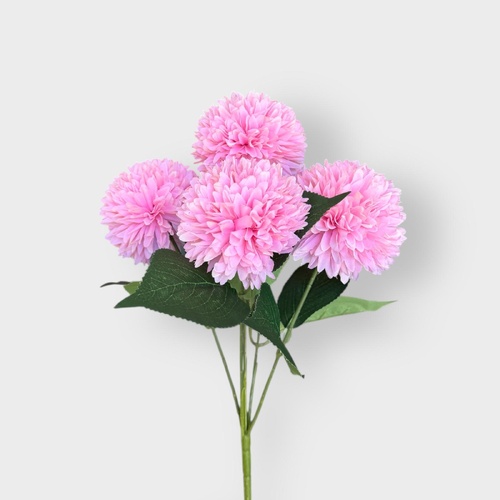 Chrysanthemum AL038-PK