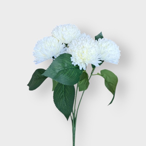 Chrysanthemum AL038-WH