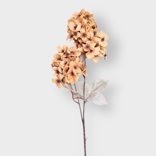 Cone Hydrangea AL040-CAP