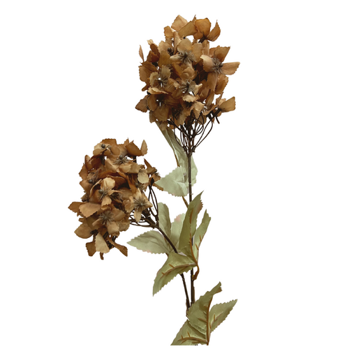 Cone Hydrangea AL040-CAP