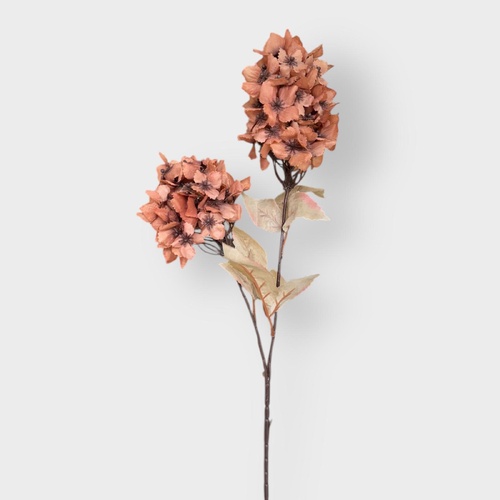 Cone Hydrangea AL040-RUS