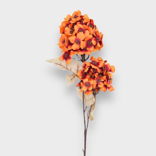 Cone Hydrangea AL040-TOF