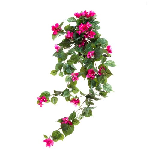 Bougainvillea Hanging Bush AP830