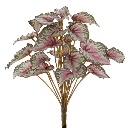 Begonia Leaves B157