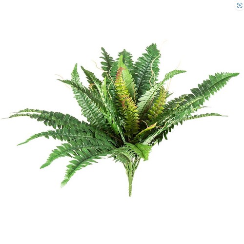 Boston fern 50 cm