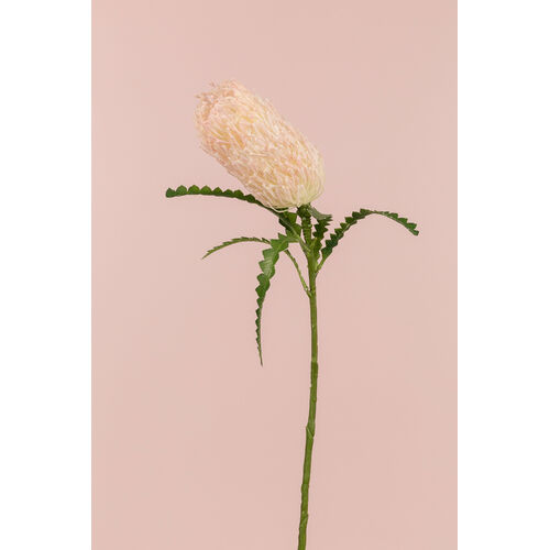 Banksia Stem  B186P