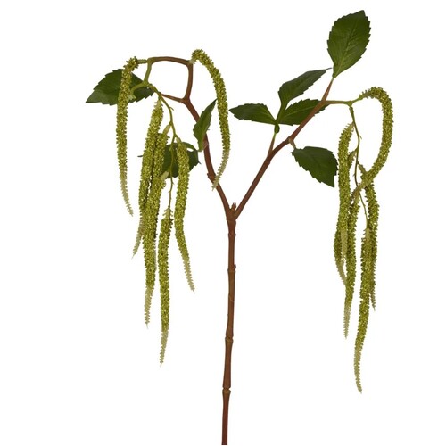 Amaranthus Hanging Plant B190GR
