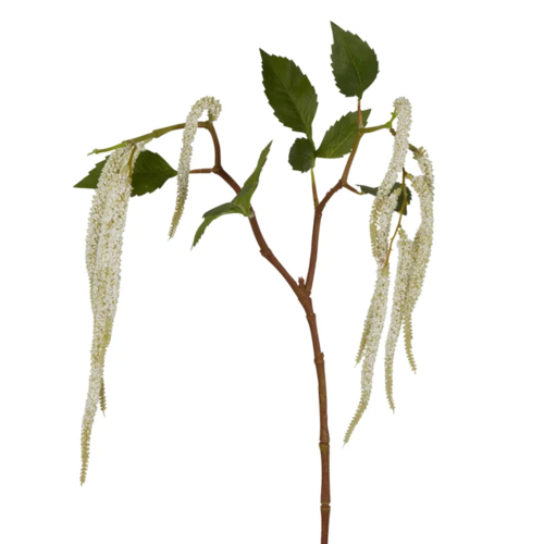 Amaranthus Hanging Plant B190W