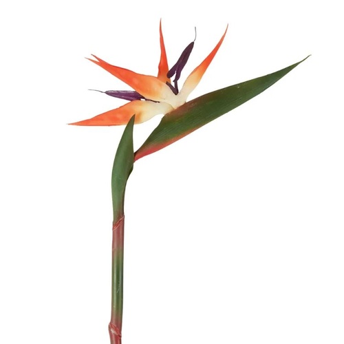 Bird of Paradise B194