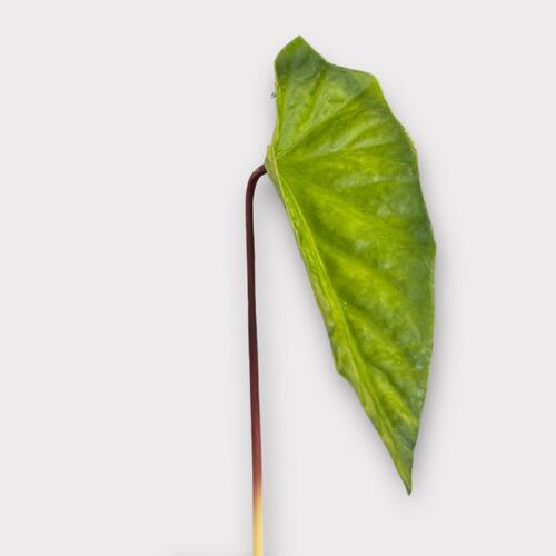Large Begonia Leaf BF0030-GR