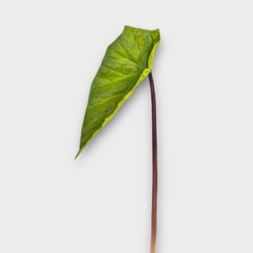 Small Begonia Leaf BF0031-GR