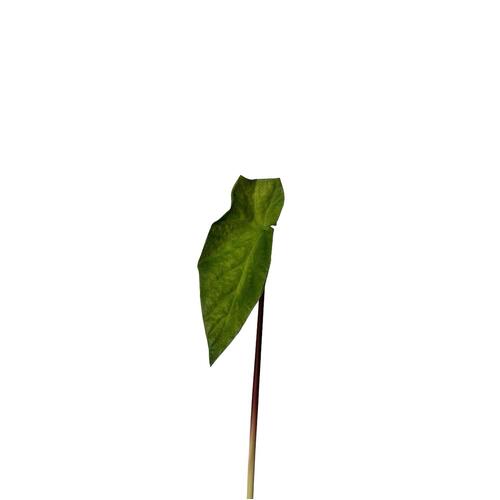 Small Begonia Leaf BF0031-GR