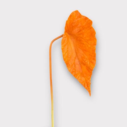 Medium Begonia Leaf BF0032-OR