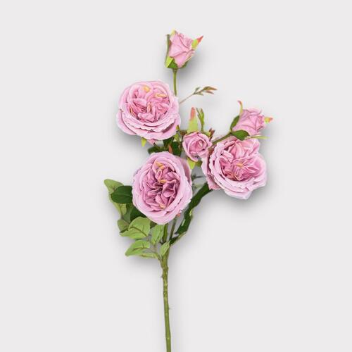 David Austin Rose Spray BF0037-MV