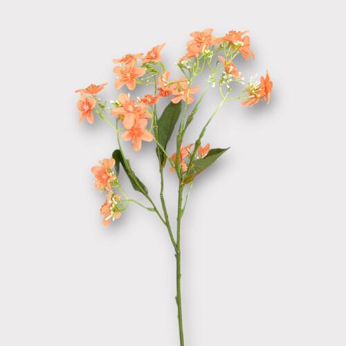 Cosmos Bunch 50cmL BF0043-OR
