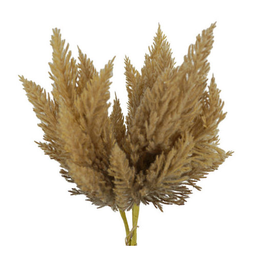 PAMPAS BOUQUET BQ097BRN
