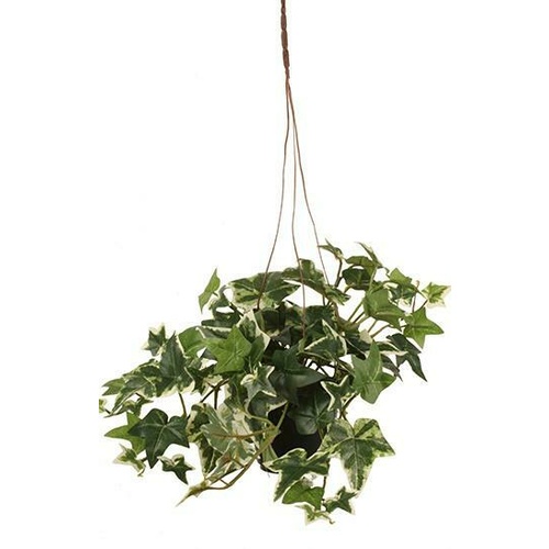 Sage Ivy in Pot BS157GRN
