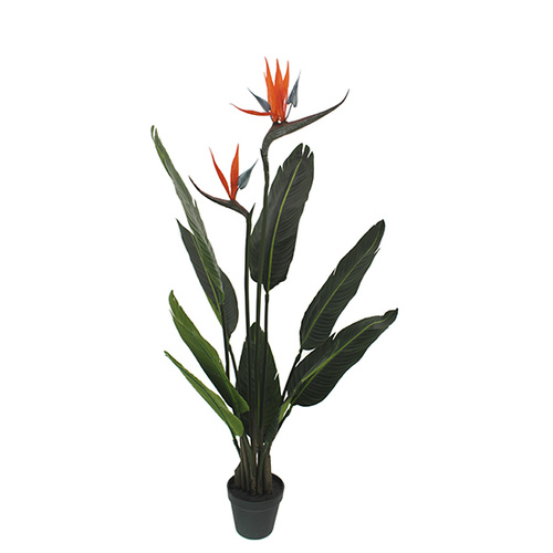 Potted Bird of Paradise BS177GRN