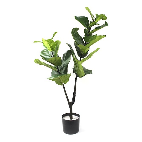 Potted Fiddle Tree BSS161GRN