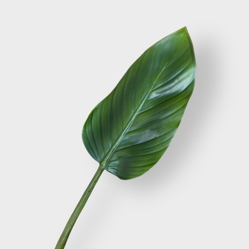 Colocasia Leaf C110GR