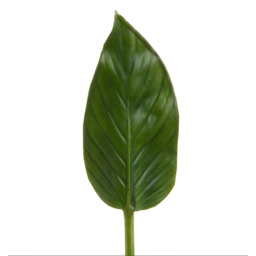 Colocasia Leaf C110GR