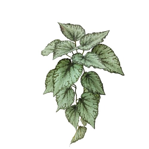 HANGING CALADIUM BUSH C116GR