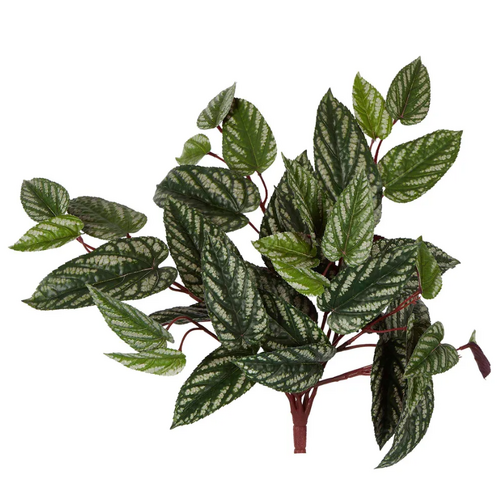 CISSUS HANGING BUSH RED C91GR