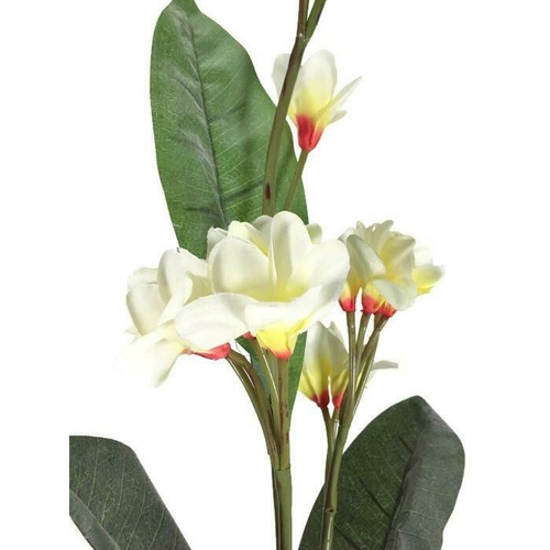 Frangipani spray CC007-WH