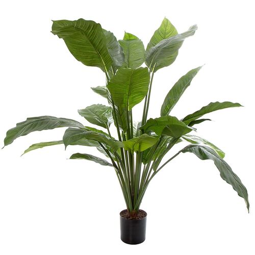 SPATHIPHYLLUM POTTED 1M TCSPA10024